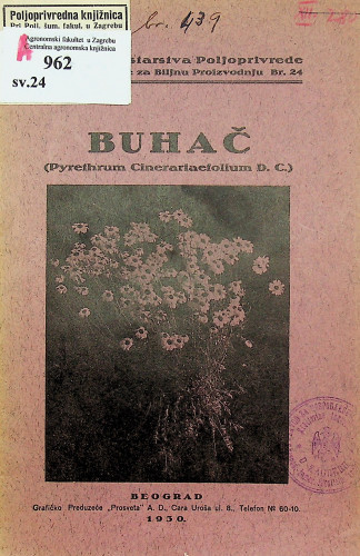 Buhač (Pyrethrum cinerariaefolium D.C.) / Stanko Ožanić